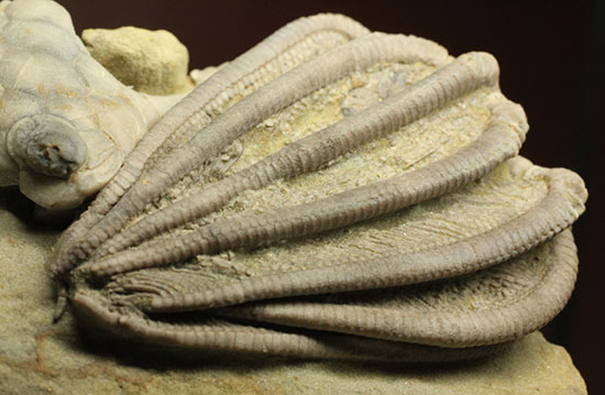 コレクター垂涎品、恐ろしい保存状態、希少なインディアナ州産ウミユリ群集化石（その1）