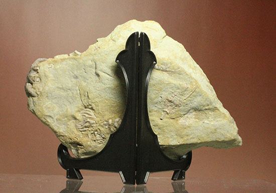 コレクター垂涎品、恐ろしい保存状態、希少なインディアナ州産ウミユリ群集化石（その10）