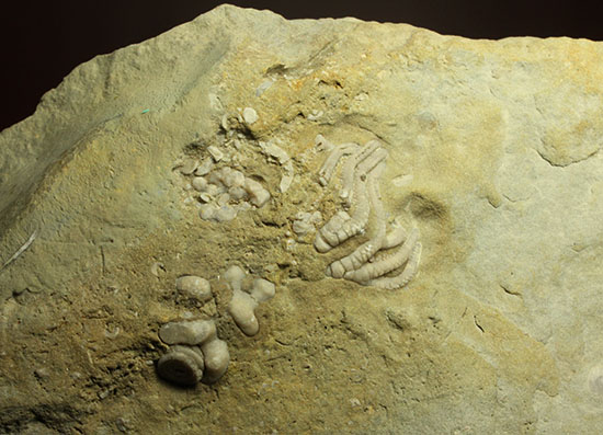 コレクター垂涎品、恐ろしい保存状態、希少なインディアナ州産ウミユリ群集化石（その11）