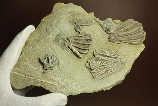 コレクター垂涎品、恐ろしい保存状態、希少なインディアナ州産ウミユリ群集化石（その12）