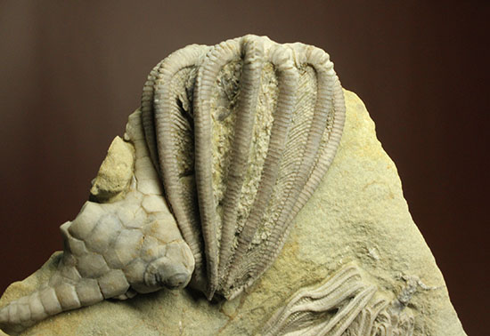 コレクター垂涎品、恐ろしい保存状態、希少なインディアナ州産ウミユリ群集化石（その13）
