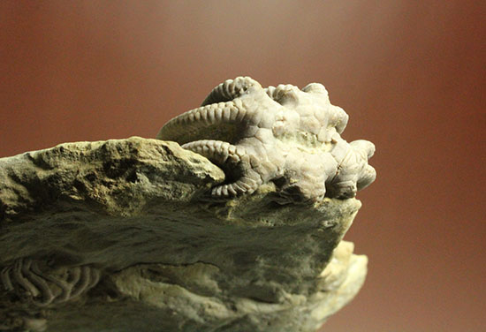 コレクター垂涎品、恐ろしい保存状態、希少なインディアナ州産ウミユリ群集化石（その14）