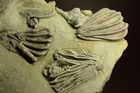 コレクター垂涎品、恐ろしい保存状態、希少なインディアナ州産ウミユリ群集化石（その15）