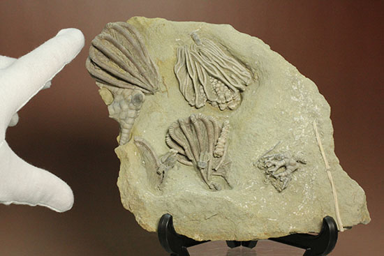コレクター垂涎品、恐ろしい保存状態、希少なインディアナ州産ウミユリ群集化石（その16）