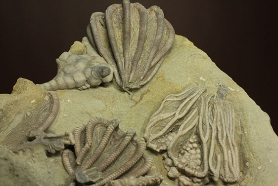 コレクター垂涎品、恐ろしい保存状態、希少なインディアナ州産ウミユリ群集化石（その18）