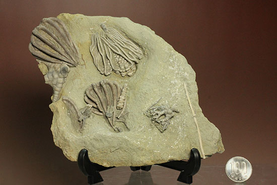 コレクター垂涎品、恐ろしい保存状態、希少なインディアナ州産ウミユリ群集化石（その19）