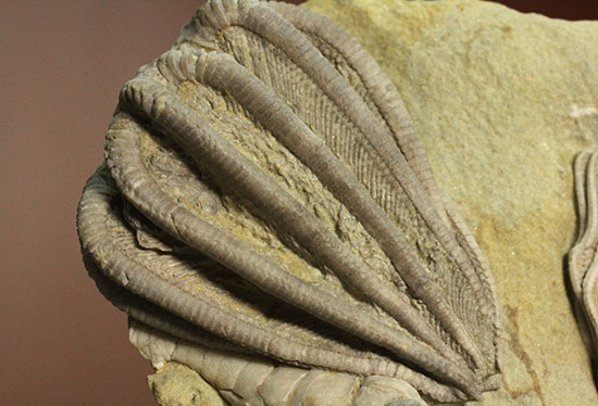 コレクター垂涎品、恐ろしい保存状態、希少なインディアナ州産ウミユリ群集化石（その3）