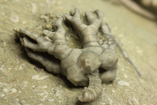 コレクター垂涎品、恐ろしい保存状態、希少なインディアナ州産ウミユリ群集化石（その4）