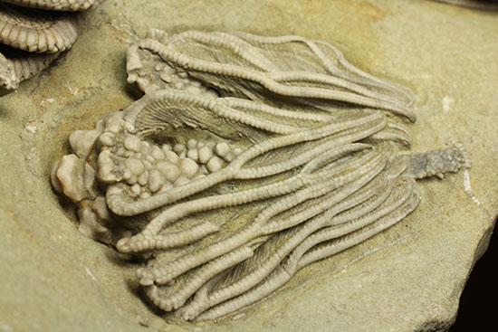 コレクター垂涎品、恐ろしい保存状態、希少なインディアナ州産ウミユリ群集化石（その5）