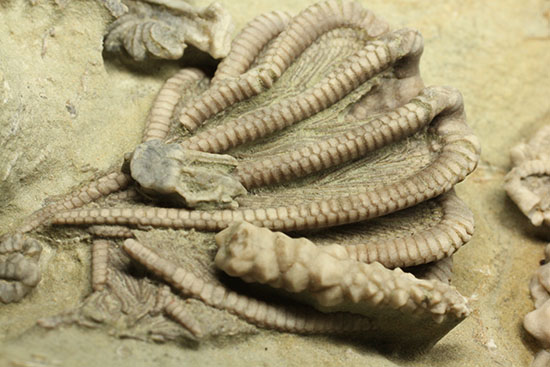 コレクター垂涎品、恐ろしい保存状態、希少なインディアナ州産ウミユリ群集化石（その6）