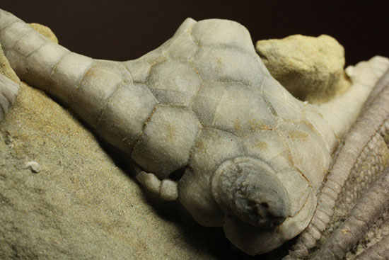 コレクター垂涎品、恐ろしい保存状態、希少なインディアナ州産ウミユリ群集化石（その8）