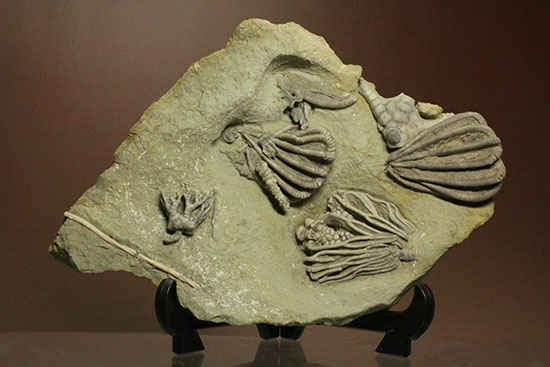 コレクター垂涎品、恐ろしい保存状態、希少なインディアナ州産ウミユリ群集化石（その9）