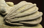 コレクター垂涎品、恐ろしい保存状態、希少なインディアナ州産ウミユリ群集化石