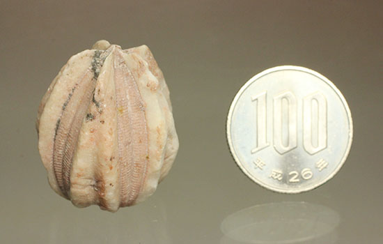 触手でプランクトンを補食していたウミツボミ(Deltablastus permicus)のホウの化石（その14）