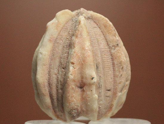 触手でプランクトンを補食していたウミツボミ(Deltablastus permicus)のホウの化石（その2）