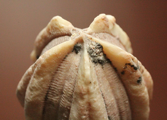 触手でプランクトンを補食していたウミツボミ(Deltablastus permicus)のホウの化石（その4）