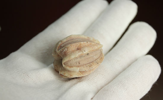 触手でプランクトンを補食していたウミツボミ(Deltablastus permicus)のホウの化石（その9）