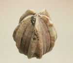 触手でプランクトンを補食していたウミツボミ(Deltablastus permicus)のホウの化石