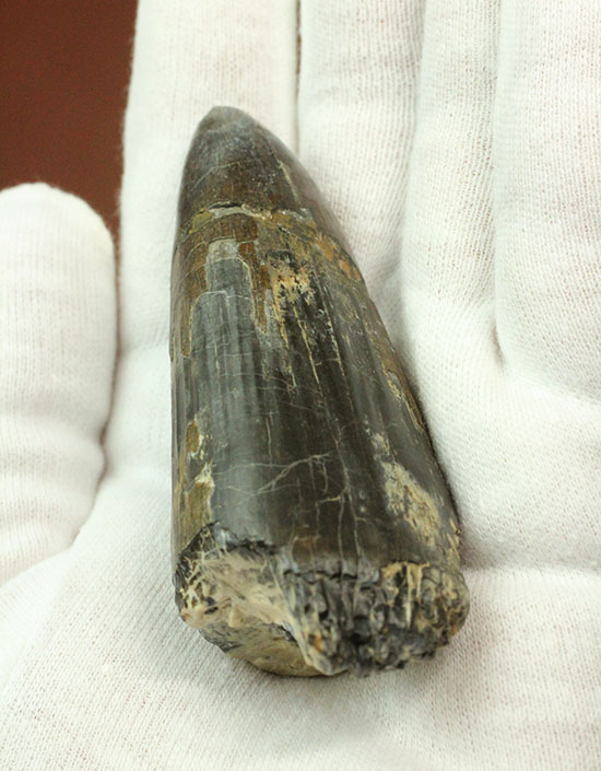 スーパーレア！スーパーサイズ！スコミムスの巨大歯化石(Suchomimis tenerensis)（その1）