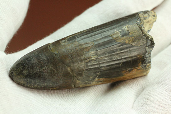 スーパーレア!スーパーサイズ!スコミムスの巨大歯化石(Suchomimis tenerensis)(その12)