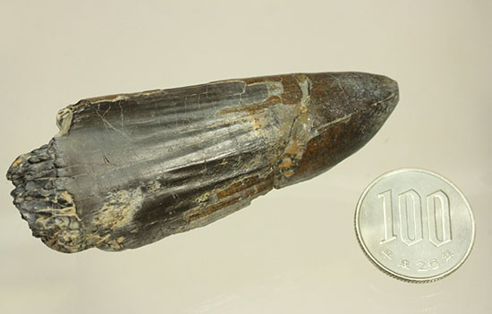 スーパーレア！スーパーサイズ！スコミムスの巨大歯化石(Suchomimis tenerensis)（その13）