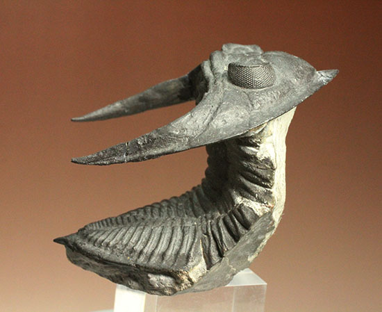 10点満点の伏臥上体反らしポーズを決めたズリコバスピス、スーパー3Dクリーニング(その1)