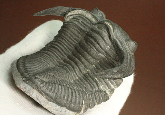 10点満点の伏臥上体反らしポーズを決めたズリコバスピス、スーパー3Dクリーニング(その11)