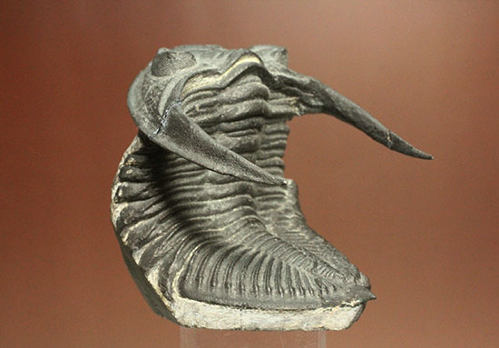 10点満点の伏臥上体反らしポーズを決めたズリコバスピス、スーパー3Dクリーニング(その13)