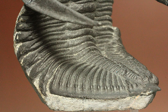 10点満点の伏臥上体反らしポーズを決めたズリコバスピス、スーパー3Dクリーニング(その14)