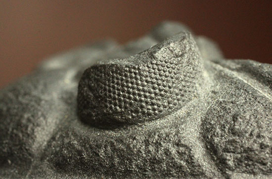 10点満点の伏臥上体反らしポーズを決めたズリコバスピス、スーパー3Dクリーニング(その5)