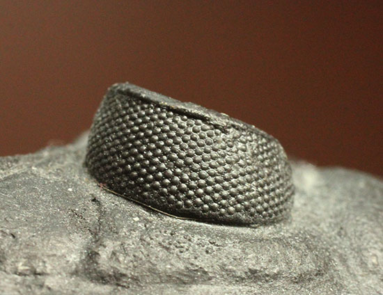 10点満点の伏臥上体反らしポーズを決めたズリコバスピス、スーパー3Dクリーニング(その9)