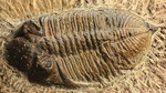 三葉虫ズリコバスピス母岩付き標本