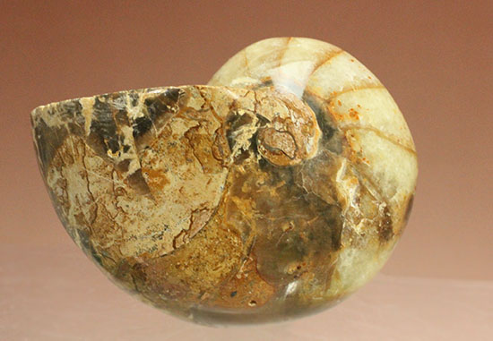 ケイ酸塩鉱物で美しく置換されたノーチラスことオウムガイの化石（その2）