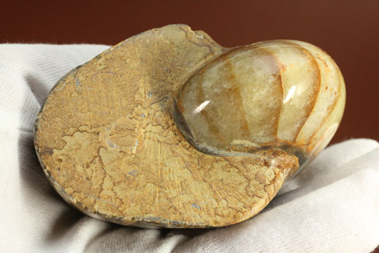 ケイ酸塩鉱物で美しく置換されたノーチラスことオウムガイの化石（その4）