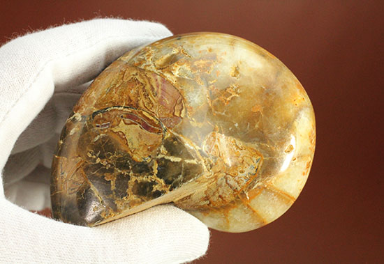 ケイ酸塩鉱物で美しく置換されたノーチラスことオウムガイの化石