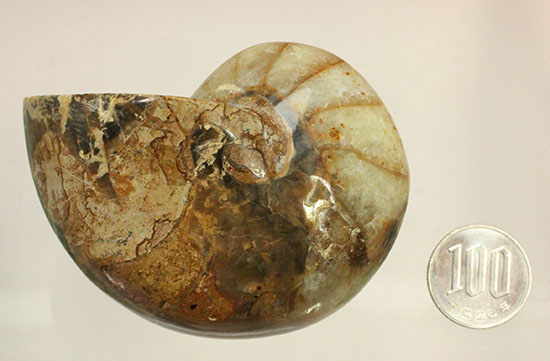 ケイ酸塩鉱物で美しく置換されたノーチラスことオウムガイの化石（その9）
