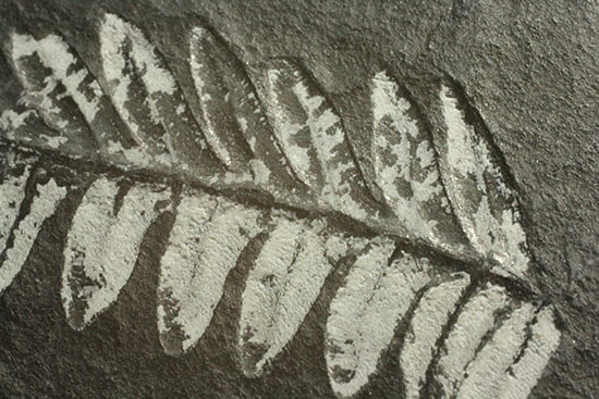 表裏、別種のシダ植物化石が楽しめる石炭紀プレート化石（その10）