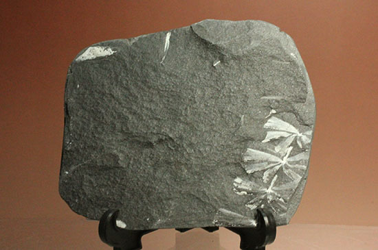 表裏、別種のシダ植物化石が楽しめる石炭紀プレート化石（その11）
