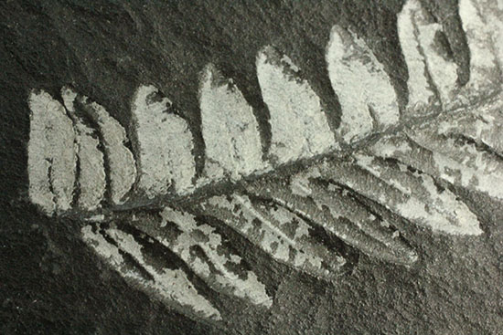 表裏、別種のシダ植物化石が楽しめる石炭紀プレート化石（その3）