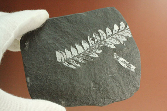 表裏、別種のシダ植物化石が楽しめる石炭紀プレート化石（その4）