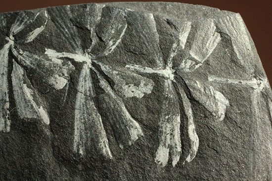 表裏、別種のシダ植物化石が楽しめる石炭紀プレート化石（その8）