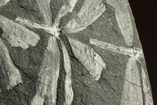 表裏、別種のシダ植物化石が楽しめる石炭紀プレート化石 化石 販売