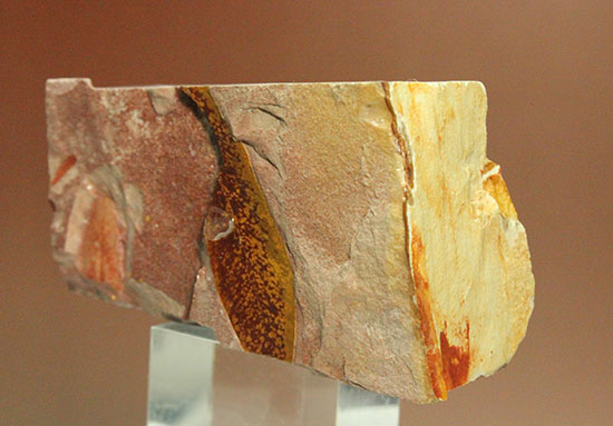大陸移動説の証拠の一つ、グロッソプテリスの化石 化石 販売