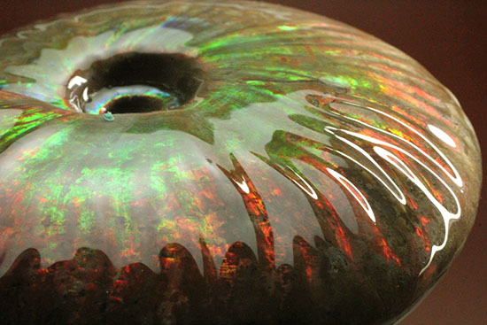 ５００ｇオーバー！大きなグリーンの光の玉現る、マダガスカル産アンモナイト(Ammonite)（その1）