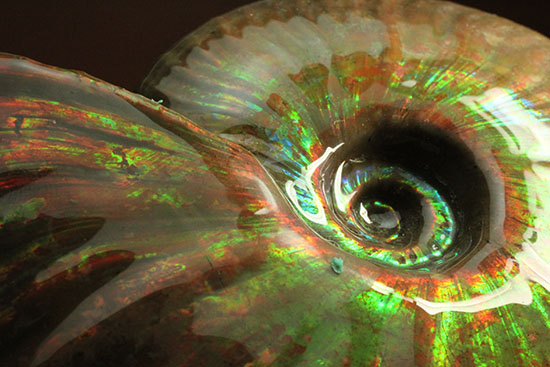 ５００ｇオーバー！大きなグリーンの光の玉現る、マダガスカル産アンモナイト(Ammonite)（その10）