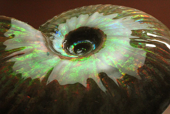 ５００ｇオーバー！大きなグリーンの光の玉現る、マダガスカル産アンモナイト(Ammonite)（その11）