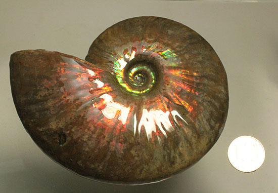 ５００ｇオーバー！大きなグリーンの光の玉現る、マダガスカル産アンモナイト(Ammonite)（その13）