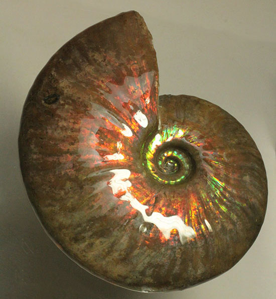 ５００ｇオーバー！大きなグリーンの光の玉現る、マダガスカル産アンモナイト(Ammonite)（その4）