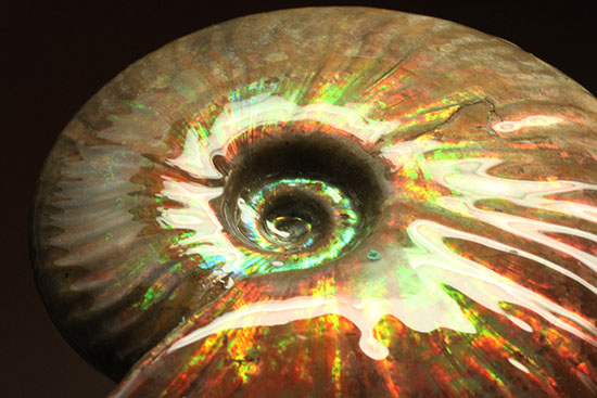 ５００ｇオーバー！大きなグリーンの光の玉現る、マダガスカル産アンモナイト(Ammonite)（その6）