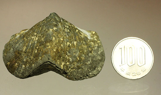 変わり種コレクション黄鉄鉱化した二枚貝の化石（その10）